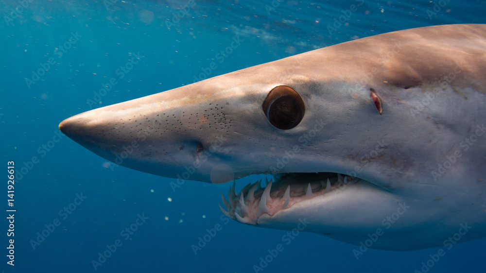 Fototapeta premium Mako Sharks of Cabo San Lucas