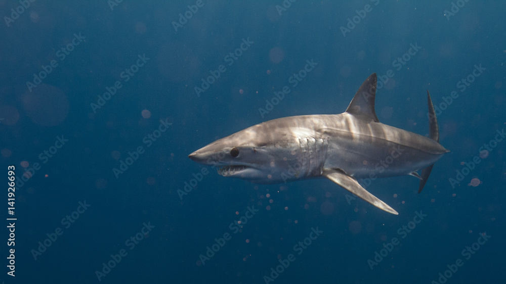 Obraz premium Mako Sharks of Cabo San Lucas