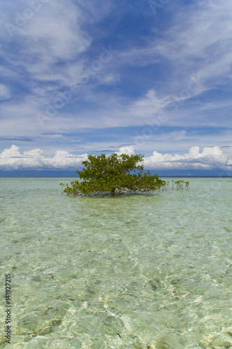 Lonely Tree