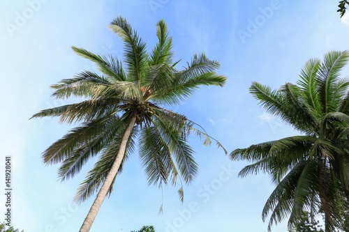 coconut tree bottom view