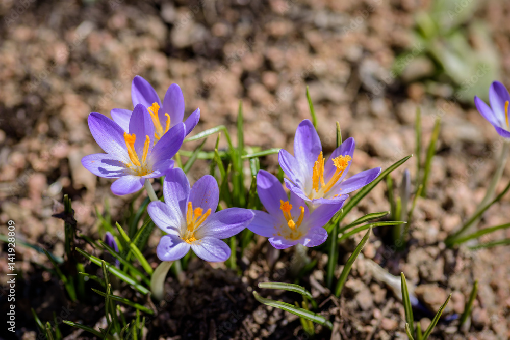 low angle closeup of purple crocuses blooming in early spring on sunny day low angle closeup of purple crocuses blooming in early spring on sunny day