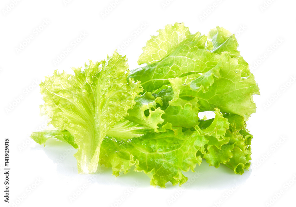 lettuce on white background lettuce on white background