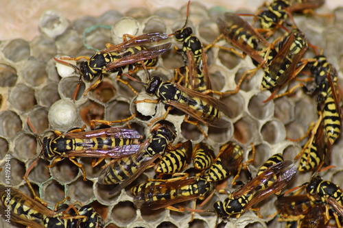 Wallpaper Mural The polist Vespiary Torontodigital.ca