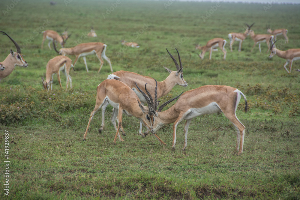 Male Thomson's Gazelles Fighting in the African Savannah Male Thomson's Gazelles Fighting in the African Savannah