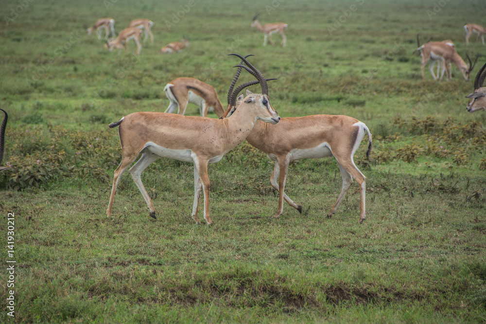 Male Thomson's Gazelles Fighting in the African Savannah