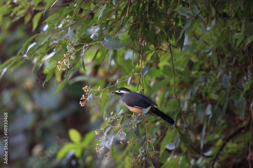 White-eared sibia (Heterophasia auricularis) in Taiwan photo