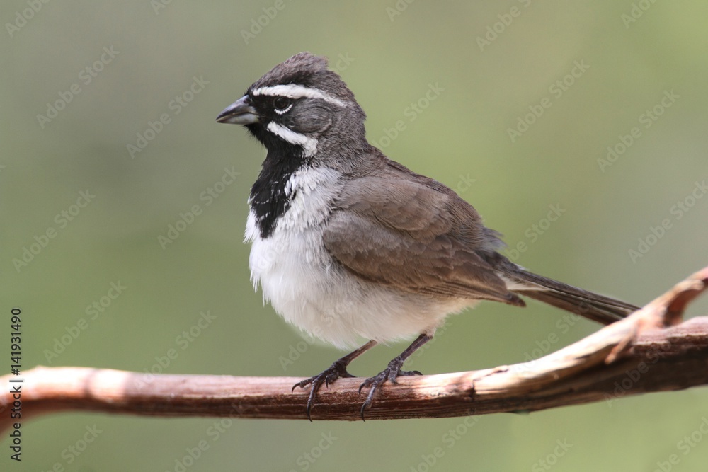 Fototapeta premium Black-throated Sparrow (Amphispiza bilineata)