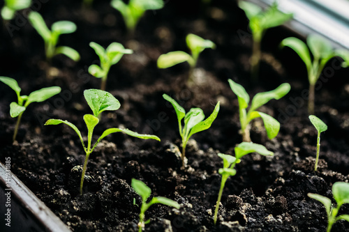 Close-up of aubergine seedlings