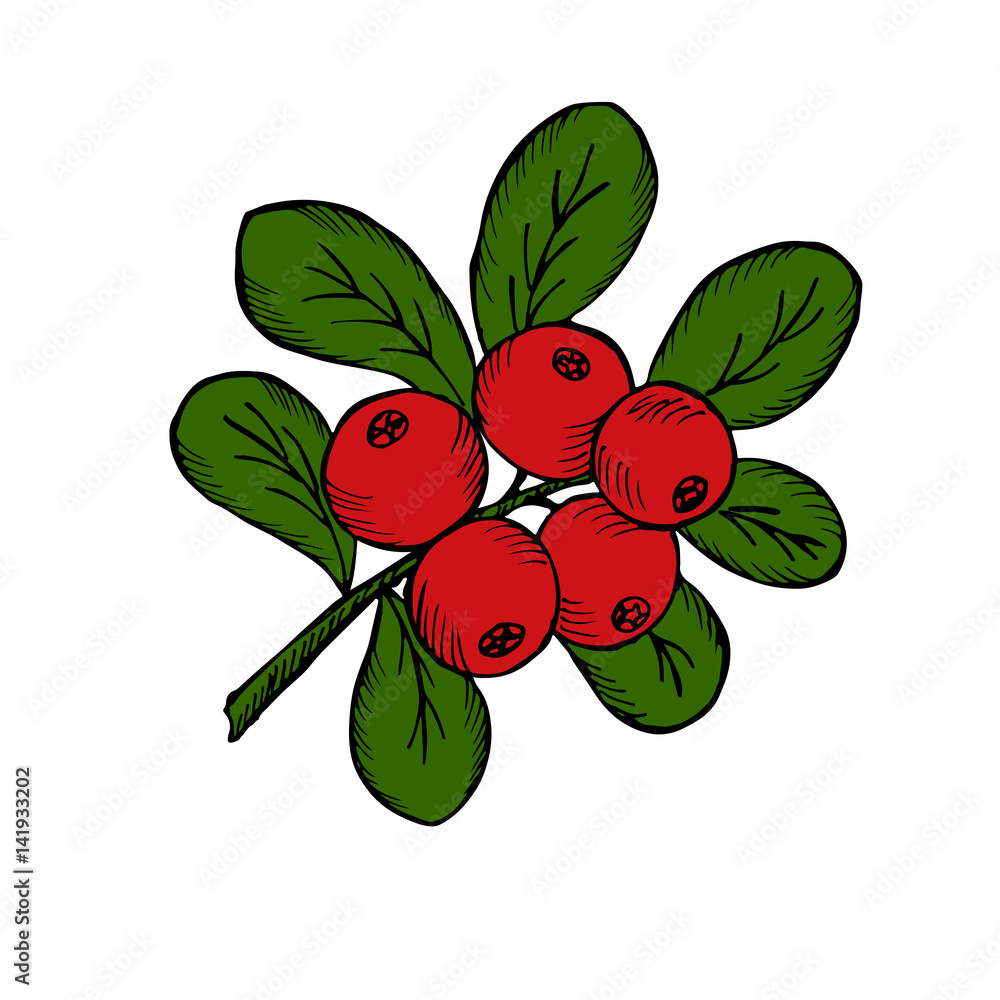 Сowberry with leaves and branches. Illustration doodle sketch hand