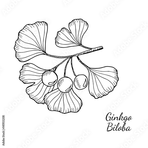 Ginkgo Biloba plant, leaf, branch, berry. Isolated on white, medicinal plant. Hand drawn sketch illustration. Ingredient for hair and body care cream, lotion, treatment.