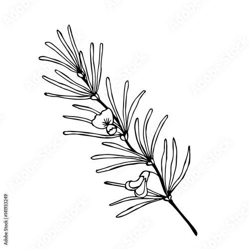 Rooibos tea plant, leaf, flower. Hand drawn ink sketch illustration, lineart. African rooibos tea, hot drink. Herbal tea. Isolated on white background.
