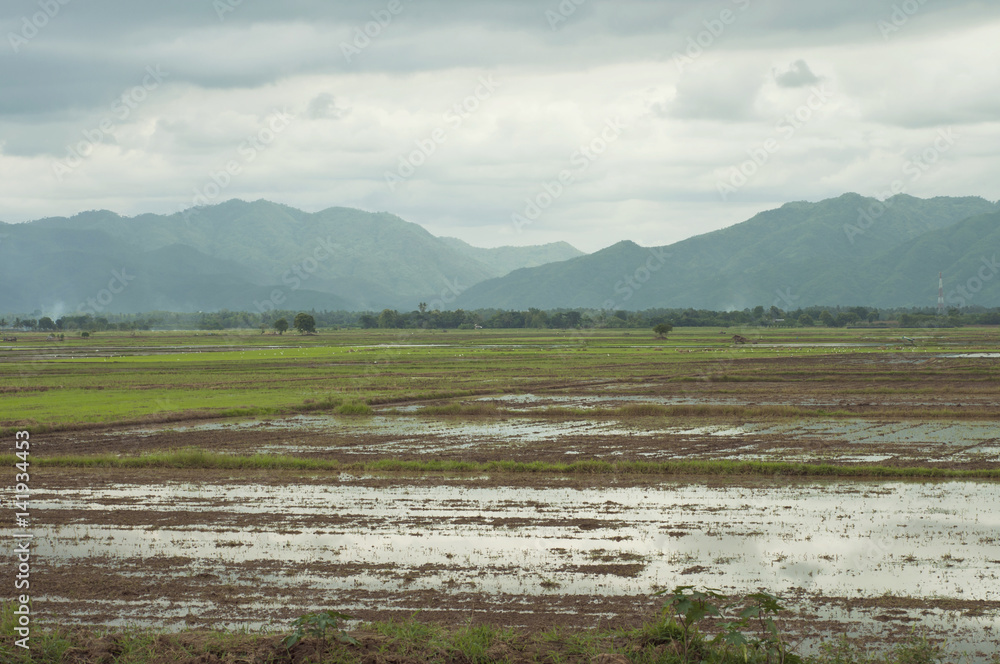 Rice field with mountains background