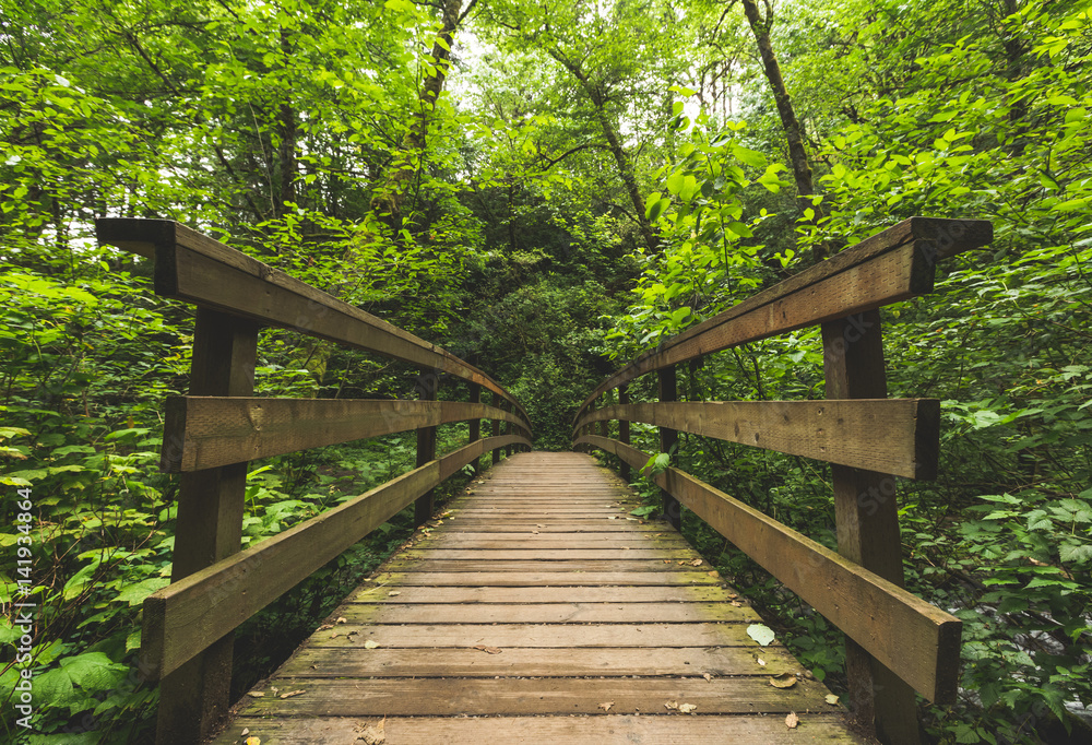 Wooden Bridge in Lush, Green Forest