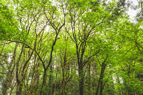 Green Trees in Lush Forest