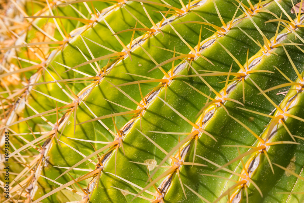 Macro view of Golden Barrel Cactus Plant. Macro view of Golden Barrel Cactus Plant.