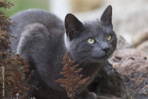 Foto russian blue cat, exterior