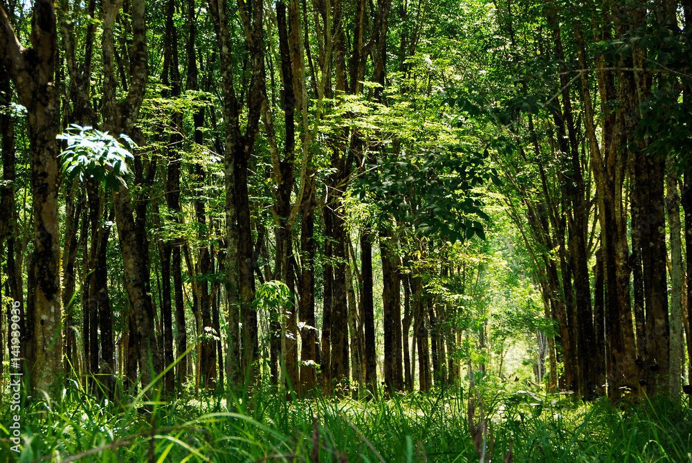 Obraz premium Rubber trees