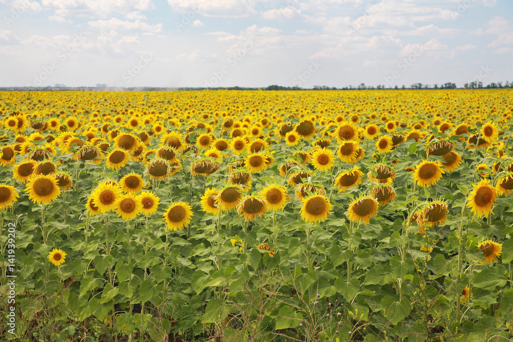 Obraz premium Sunflowers