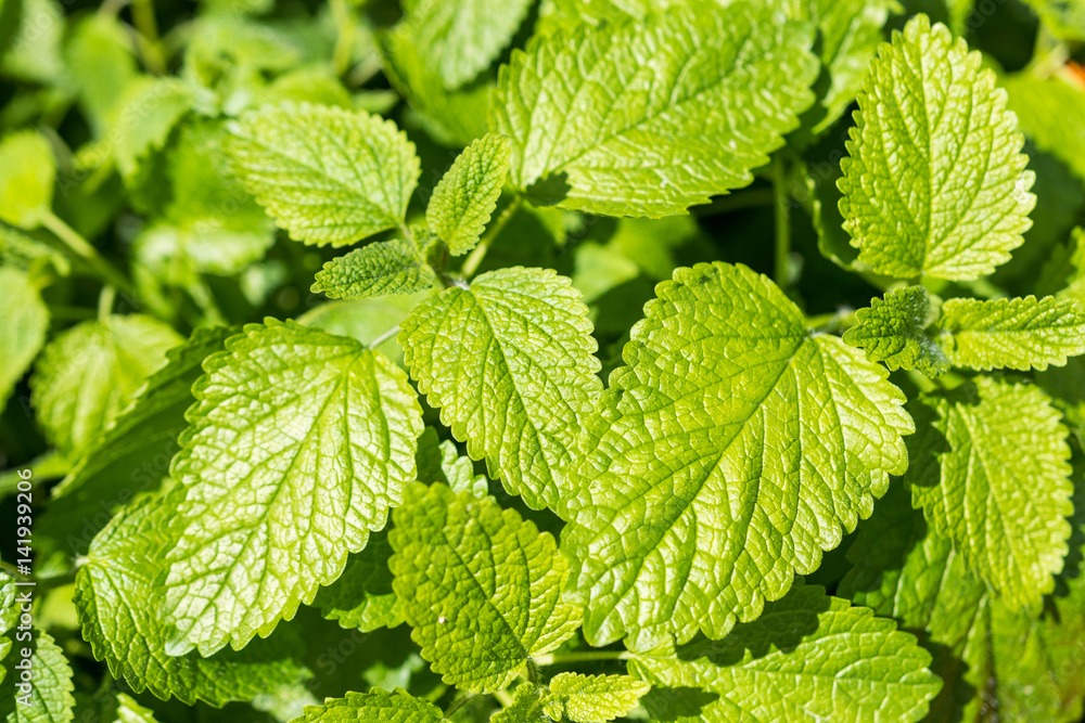 Mint Leaves Closeup Mint Leaves Closeup