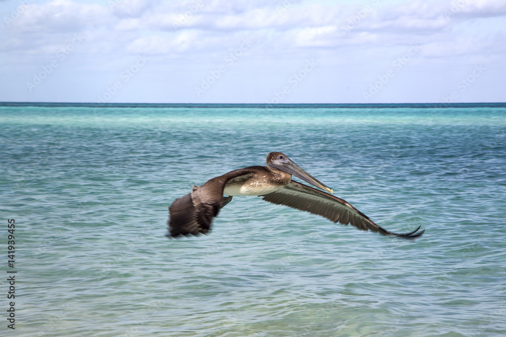 Fototapeta premium Красивый взлет пеликана с поверхности океана. 