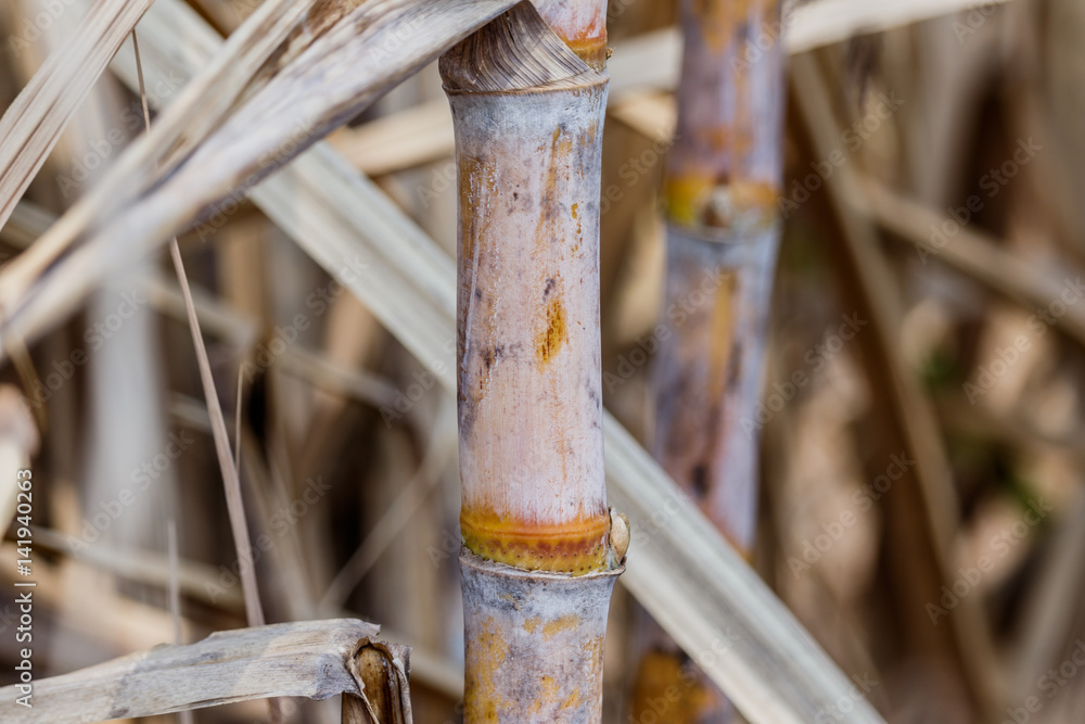 Close up view of Sugarcane bud in the field Close up view of Sugarcane bud in the field