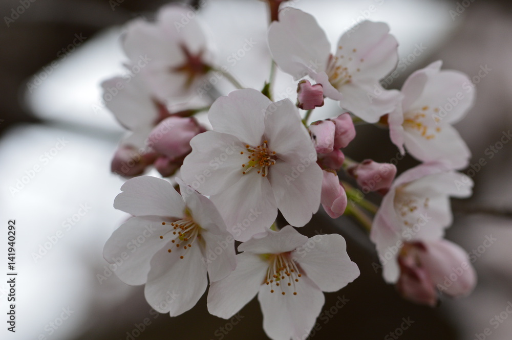 さくら 春 満開 ピンク 花びら ソメイヨシノ クローズアップ きれい かわいい あかるい Stock Photo Adobe Stock