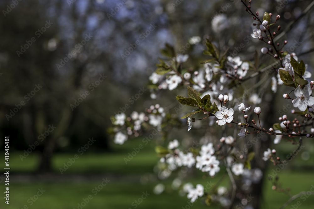 Weiße Blüten im Frühjahr Weiße Blüten im Frühjahr