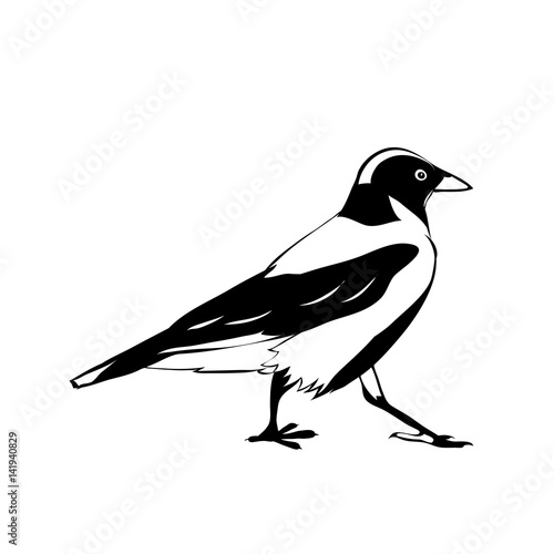 crow. black and white vector image