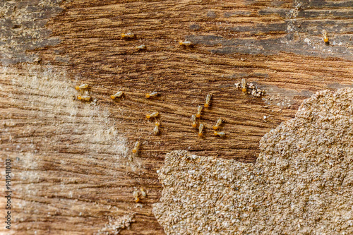 selective focus on the group of termites on the wood floor