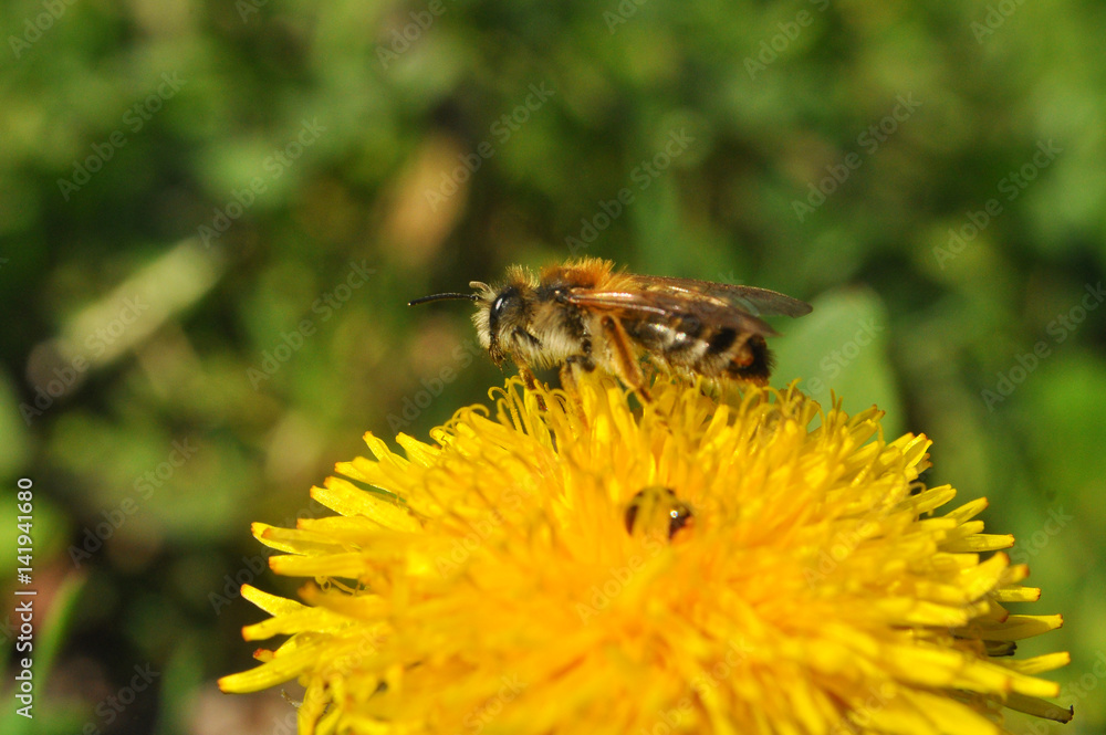 Honey bee collects nectar on a single dandelion flower in a meadow Honey bee collects nectar on a single dandelion flower in a meadow