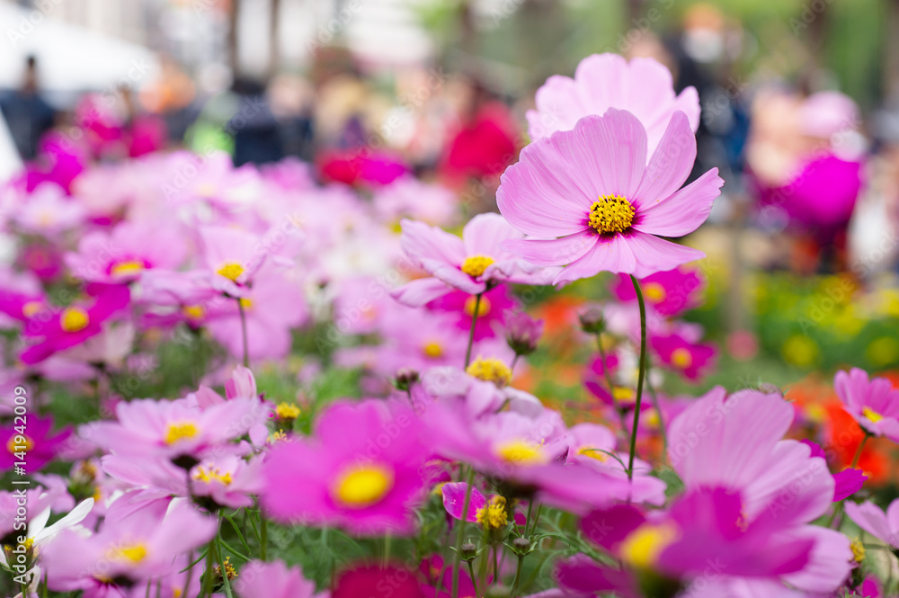 pink cosmos flower fields pink cosmos flower fields