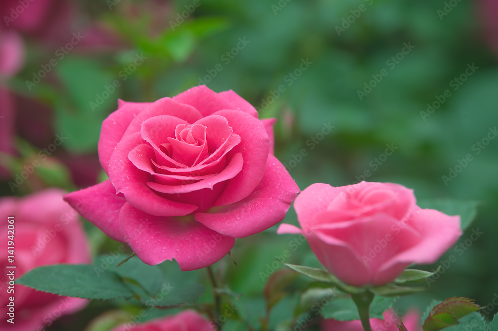 Red rose Red rose