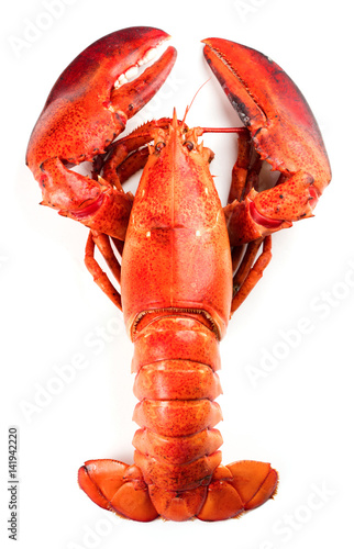 Red lobster isolated on white background
