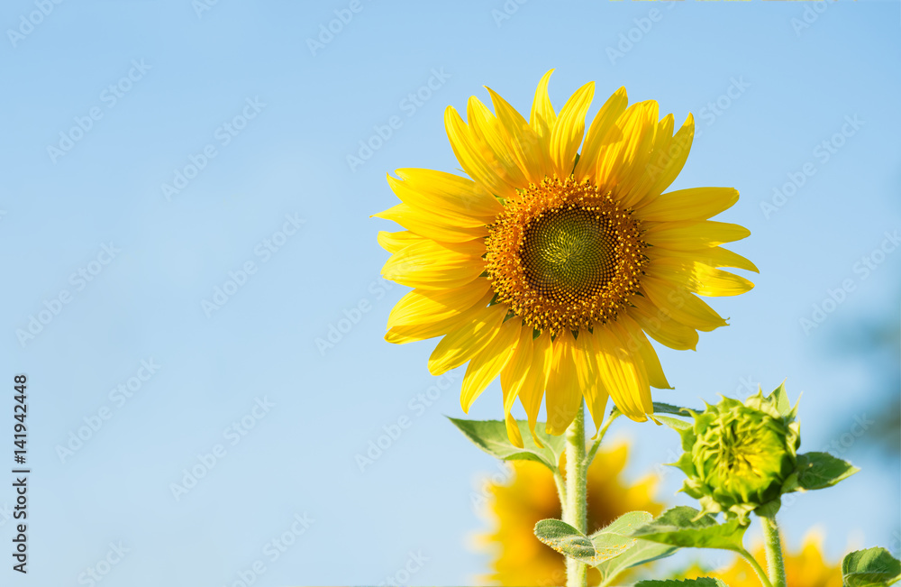 sunflower blooming on the farm sunflower blooming on the farm