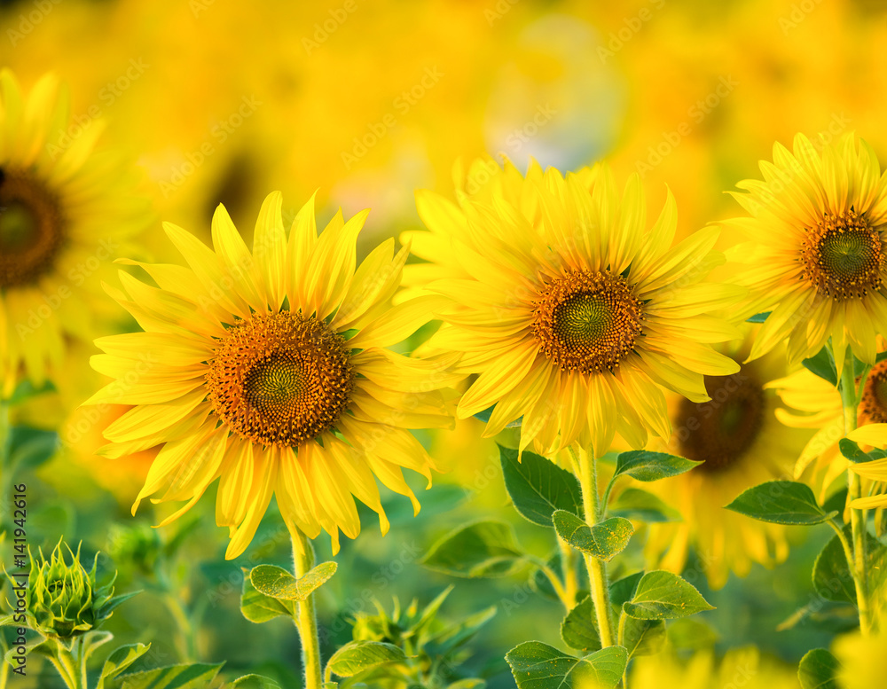 sunflower blooming on the farm sunflower blooming on the farm