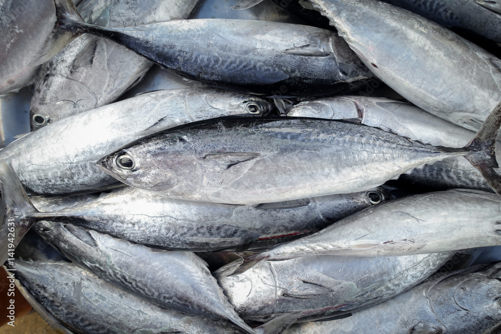 Group of mackerel fish with ice for sell at market Group of mackerel fish with ice for sell at market