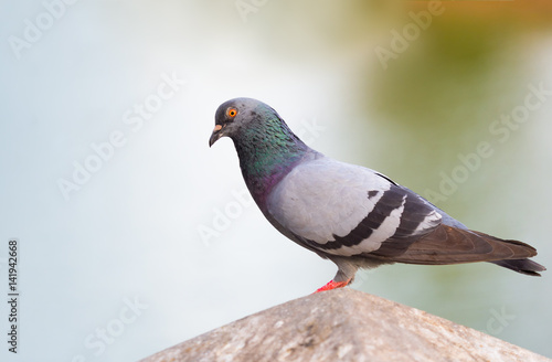 domestic pigeon bird standing on white sky © missisya