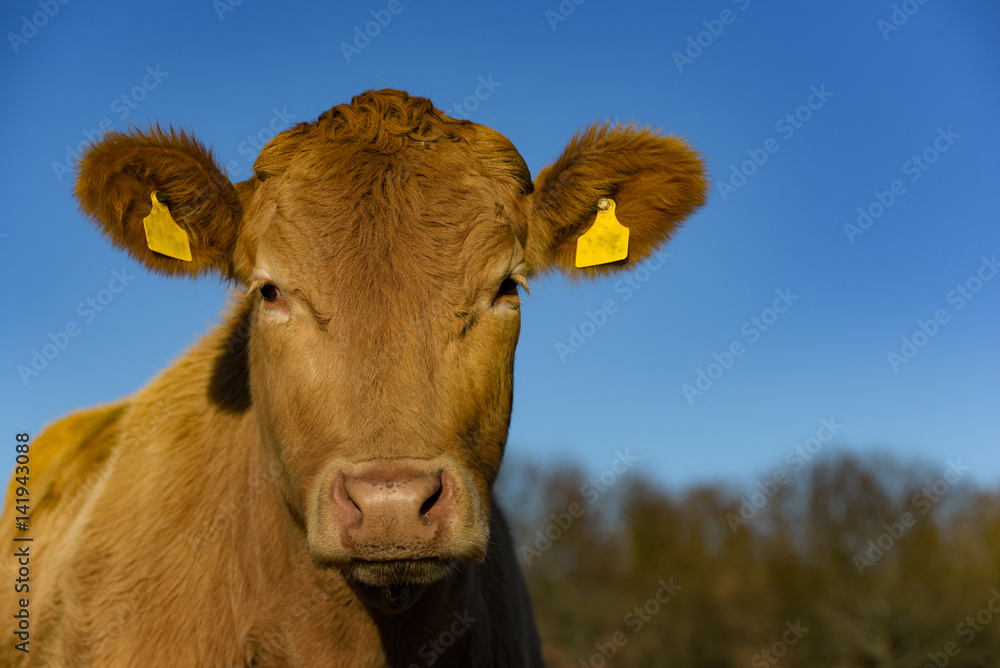 Einzelne Kuh-Face to face