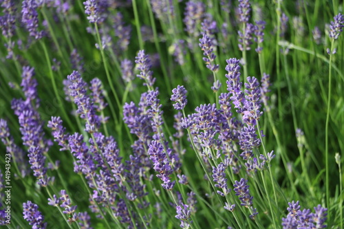 Cultivation of Lavandula angustifolia 