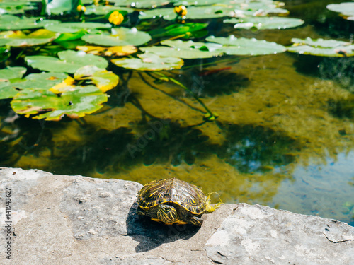 Turtle near the water in the fountain in the park Trsteno, Croatia.