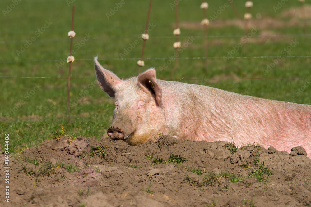 Hausschwein entspannt sich in einer Sandkuhle auf einem Biohof Hausschwein entspannt sich in einer Sandkuhle auf einem Biohof