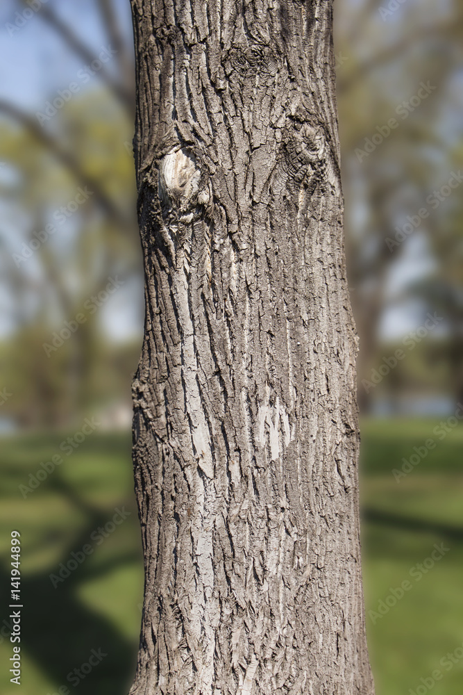 Tree trunk in the woods