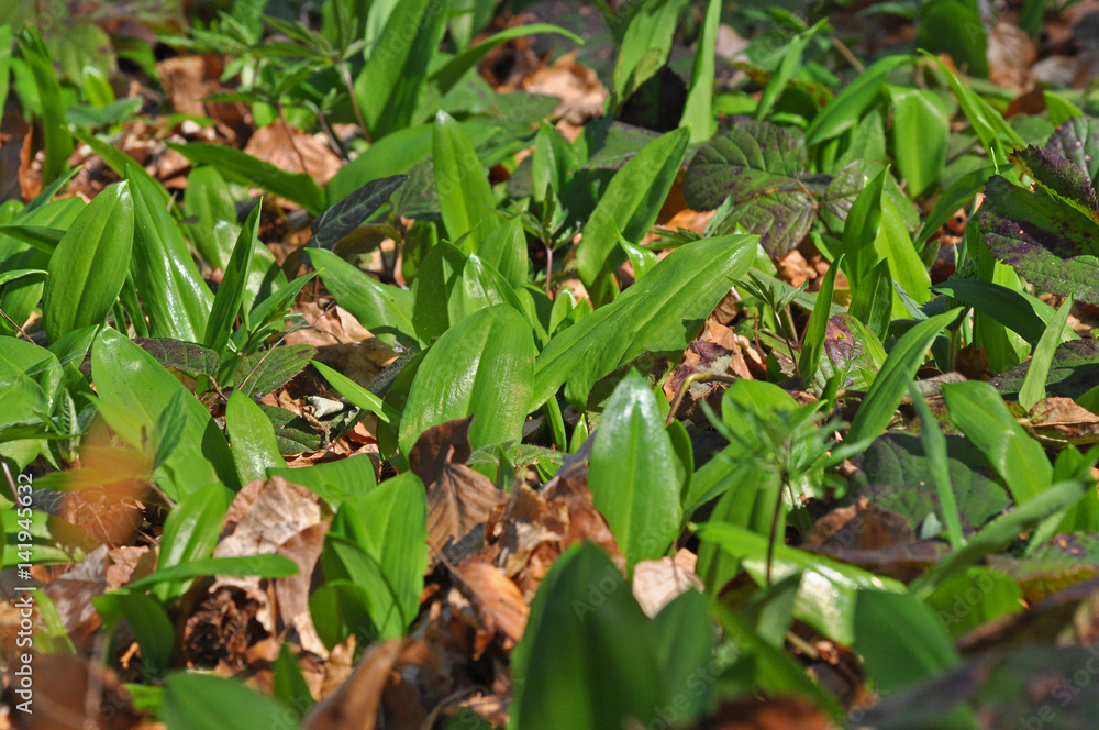 Wild garlic ramson or bear garlic growing in forest in spring