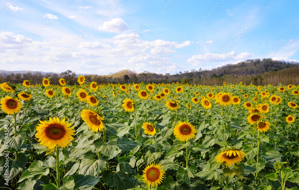 Obraz premium Sunflower field : Closeup