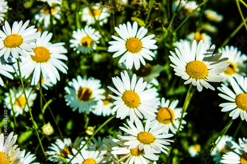 a lot of daisies  the bed of flowers  chamomile close-up