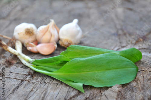 Wild garlic ramson or bear garlic with garlic bulb and garlic cloves on wooden background