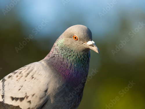 pigeon bird on the city park