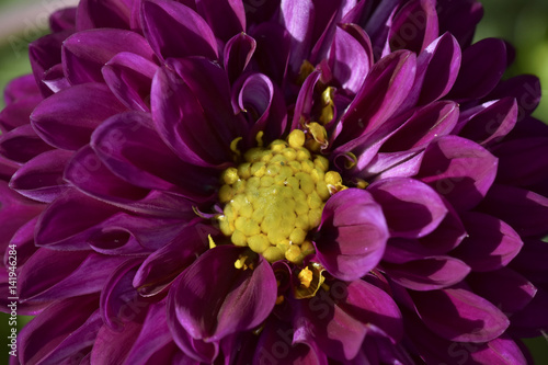 Purple Flower in macro