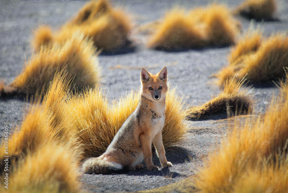 Obraz premium Andean fox in the hills of the plateau Altiplano