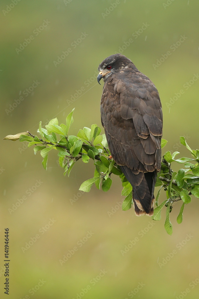 Obraz premium bird of pantanal in the nature habitat, wild brasil, brasilian wildlife, pantanal, green jungle, south american nature and wild